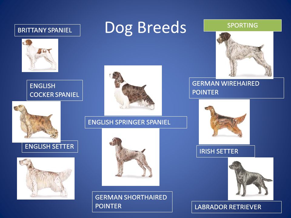 Specialty Animal Judging General Knowledge Information Dog Cat