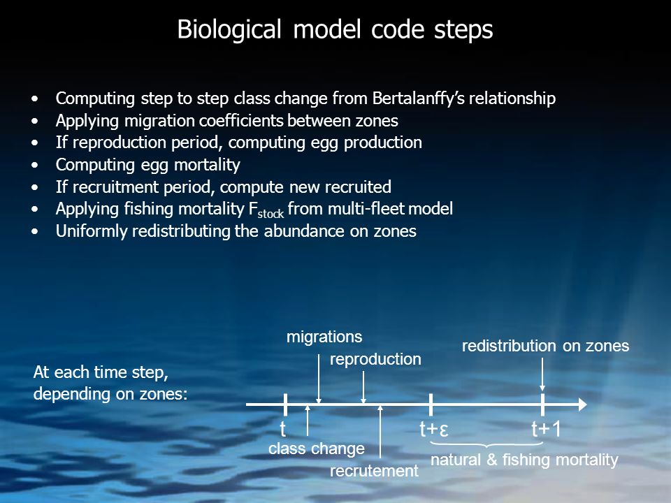 Biological model code steps Computing step to step class change from Bertalanffy’s relationship Applying migration coefficients between zones If reproduction period, computing egg production Computing egg mortality If recruitment period, compute new recruited Applying fishing mortality F stock from multi-fleet model Uniformly redistributing the abundance on zones At each time step, depending on zones: class change migrations reproduction recrutement t+1t+εt natural & fishing mortality redistribution on zones