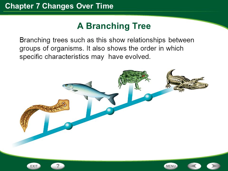 Chapter 7 Changes Over Time A Branching Tree Branching trees such as this show relationships between groups of organisms.