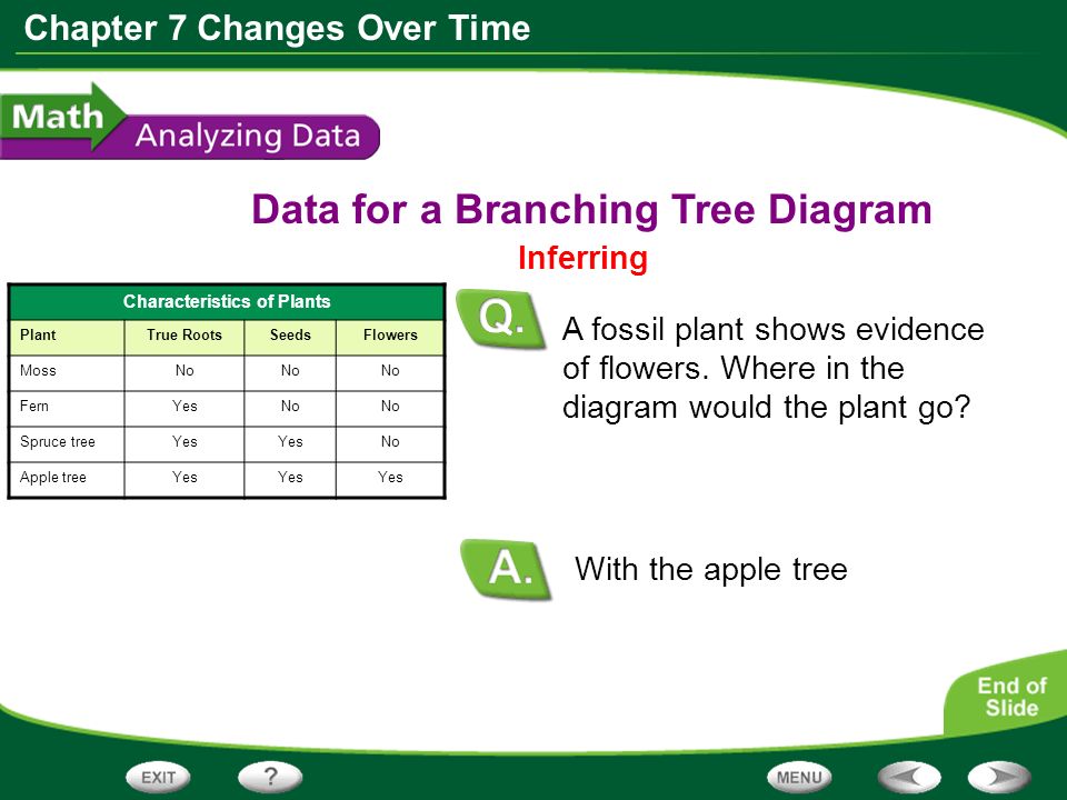Chapter 7 Changes Over Time Characteristics of Plants PlantTrue RootsSeedsFlowers MossNo FernYesNo Spruce treeYes No Apple treeYes Data for a Branching Tree Diagram Inferring A fossil plant shows evidence of flowers.