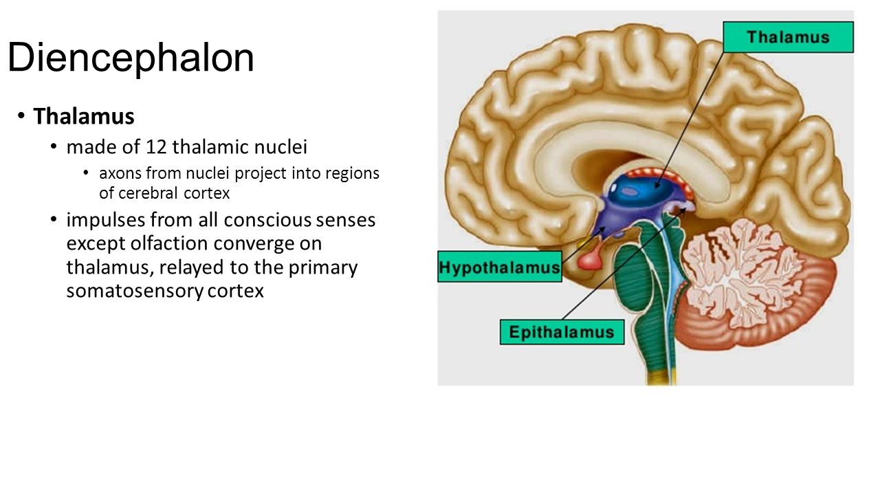 Диэнцефалон. Промежуточный мозг (Diencephalon). Таламус. Таламус эпиталамус метаталамус. Промежуточный мозг эпиталамус.