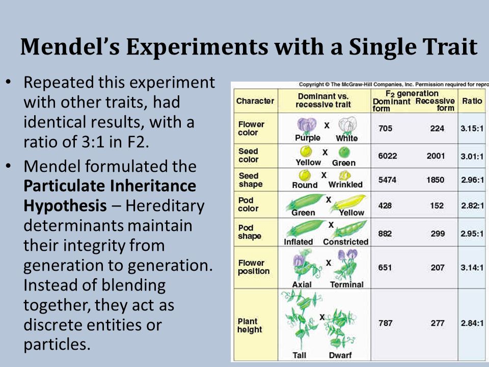 Mendel’s Experiments with a Single Trait Repeated this experiment with other traits, had identical results, with a ratio of 3:1 in F2.