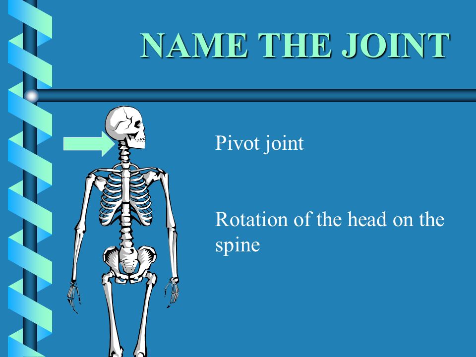 Joints And The Skeleton Joints And The Skeletonjoints And The Skeletonjoints And The Skeleton Ppt Download