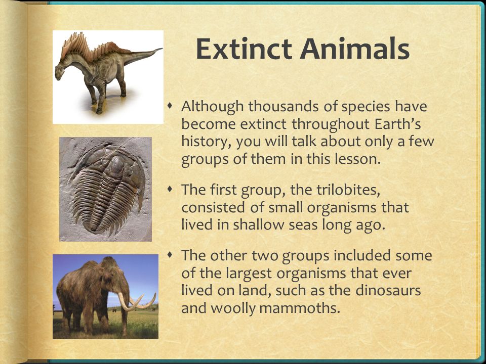 Extinct Animals  Although thousands of species have become extinct  throughout Earth's history, you will talk about only a few groups of them  in this. - ppt download