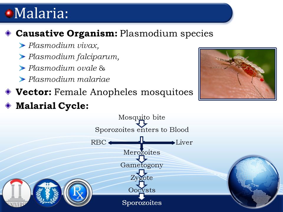 what is the causative organism of malaria