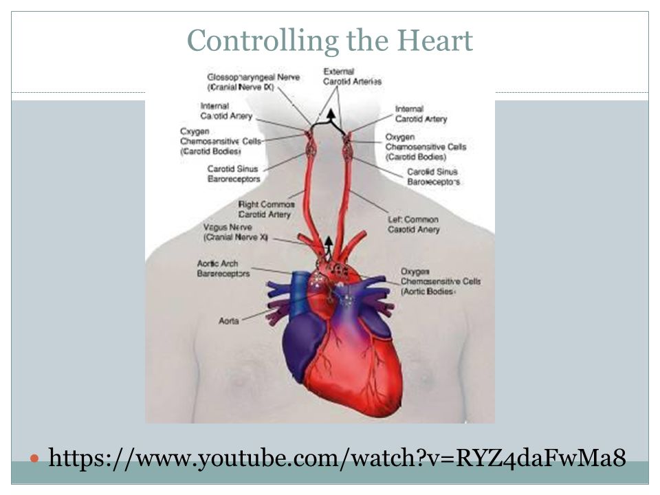 Controlling the Heart   v=RYZ4daFwMa8