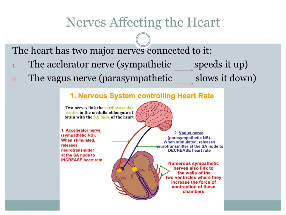 Nerves Affecting the Heart The heart has two major nerves connected to it: 1.