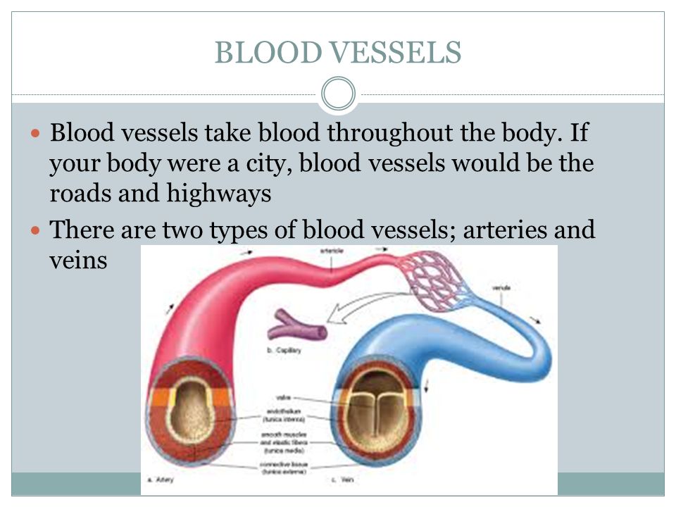 BLOOD VESSELS Blood vessels take blood throughout the body.