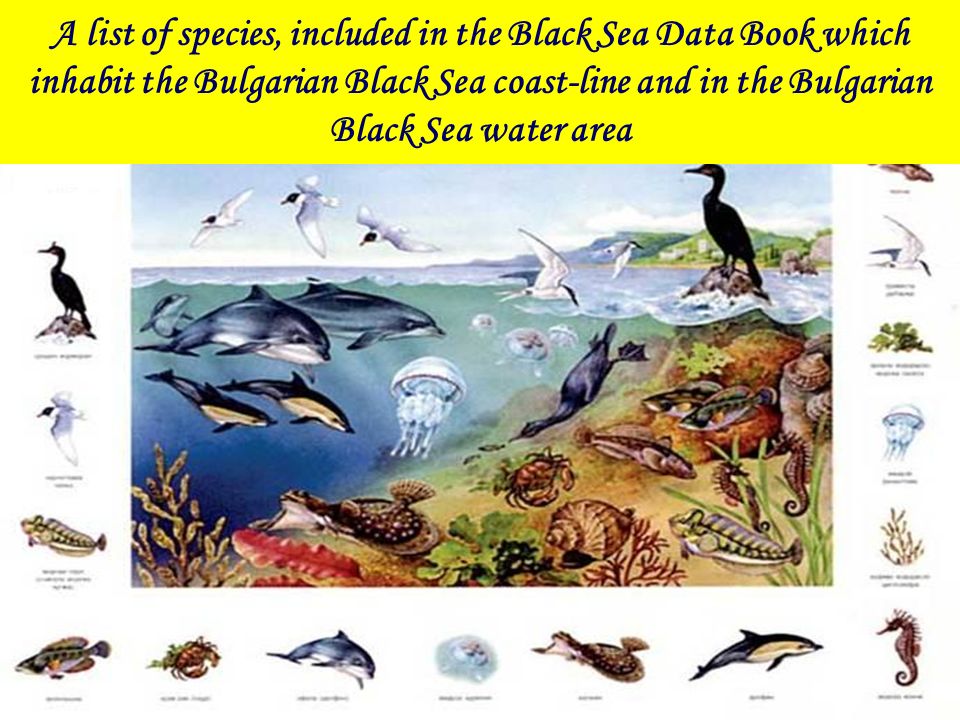 Marine Protected Areas Black Sea Region The Black Sea is one of the most  remarkable regional seas in the world. It is bordered by six countries  (Bulgaria, - ppt download