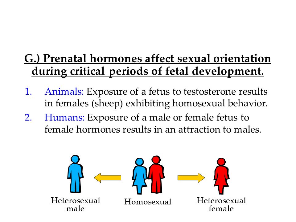 homosexuality hormones