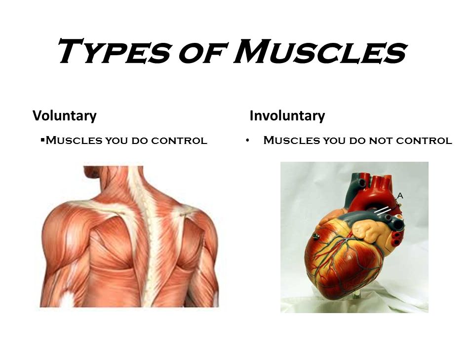 Types of Muscles VoluntaryInvoluntary Muscles you do not control  Muscles you do control