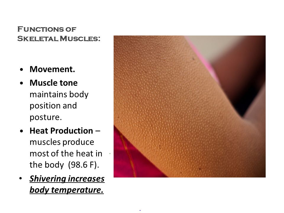 Functions of Skeletal Muscles: Movement. Muscle tone maintains body position and posture.