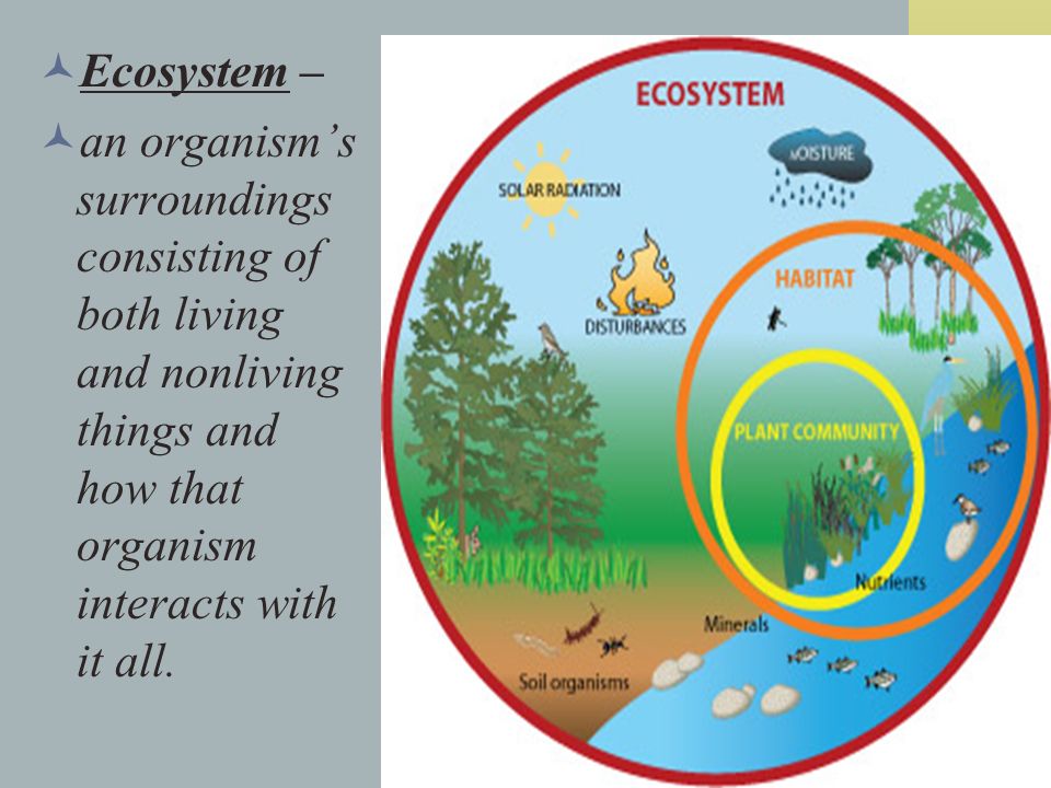 relation between ecology and environment