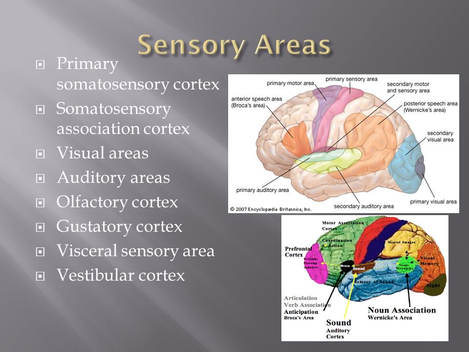 Nervous System Fundamentals Central Nervous System. - ppt download