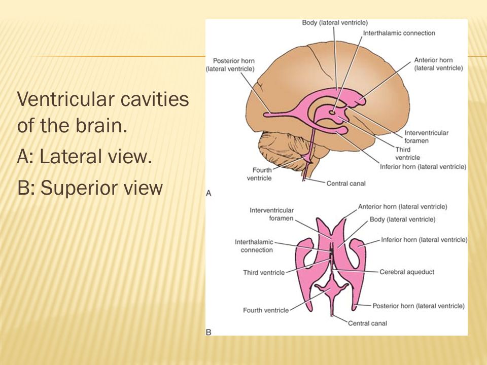 Ventricular cavities of the brain. A: Lateral view. B: Superior view