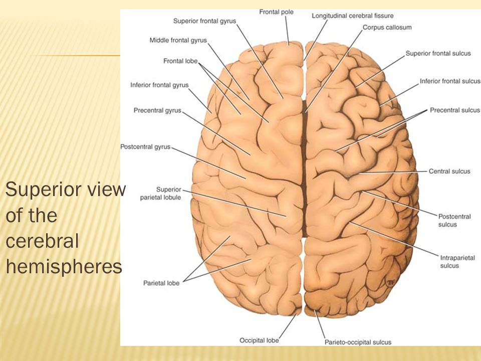 Superior view of the cerebral hemispheres