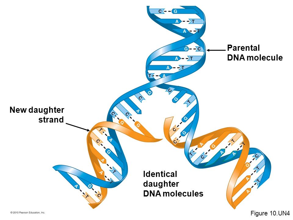New daughter strand Parental DNA molecule Identical daughter DNA molecules Figure 10.UN4