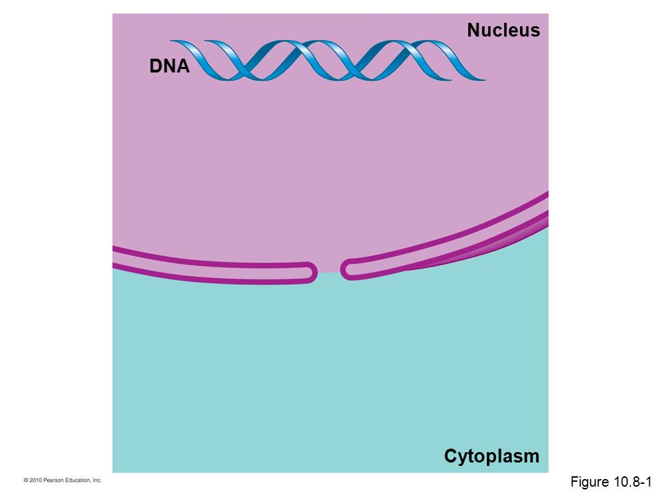 DNA Cytoplasm Nucleus Figure