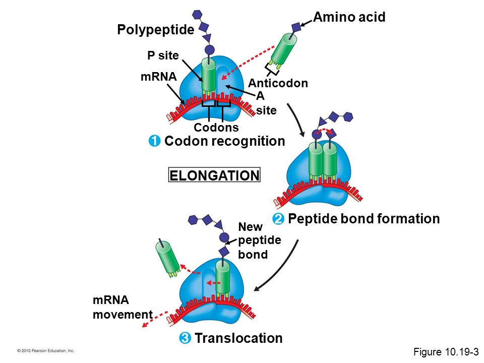 New peptide bond mRNA movement mRNA P site Translocation Peptide bond formation Polypeptide ELONGATION Codon recognition A site Codons Anticodon Amino acid Figure