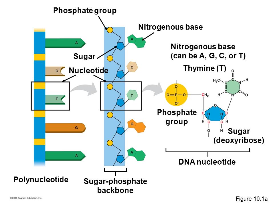 Sugar-phosphate backbone Phosphate group Nitrogenous base DNA nucleotide Nucleotide Thymine (T) Sugar Polynucleotide Sugar (deoxyribose) Phosphate group Nitrogenous base (can be A, G, C, or T) Figure 10.1a