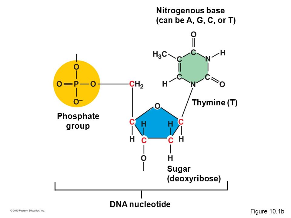 DNA nucleotide Thymine (T) Sugar (deoxyribose) Phosphate group Nitrogenous base (can be A, G, C, or T) Figure 10.1b
