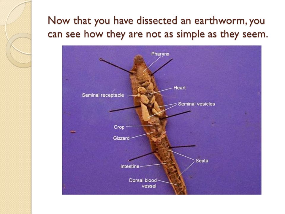 Earthworm Dissection Followup. Now that you have dissected an earthworm,  you can see how they are not as simple as they seem. - ppt download