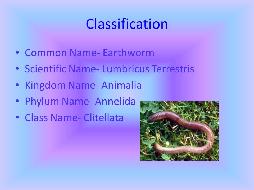 Earthworms By: Ann Flesher. Classification Common Name- Earthworm  Scientific Name- Lumbricus Terrestris Kingdom Name- Animalia Phylum Name-  Annelida Class. - ppt download