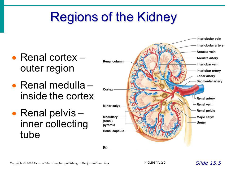 Essentials of Human Anatomy & Physiology Copyright © 2003 Pearson ...