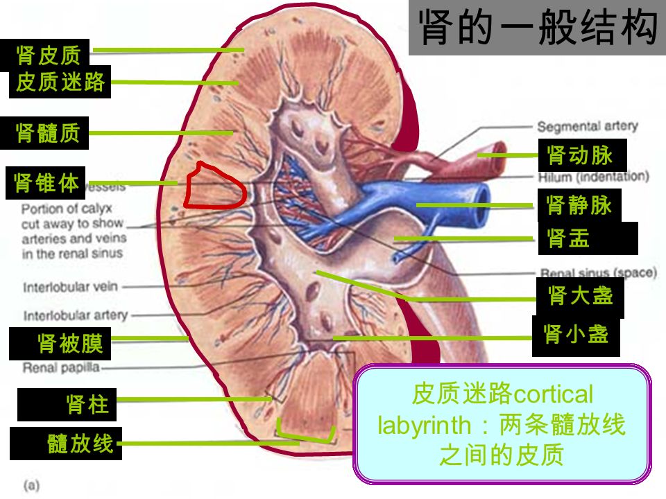 1 Urinary System 2 Urinary System I Kidney A Introduction 1 General Structure Each Kidney Has A Concave Border The Hilum Where Blood Vessels Ppt Download 1 Urinary System 2 Urinary System I Kidney A Introduction 1 General Structure Each Kidney Has A Concave Border The Hilum Where Blood Vessels Ppt Download