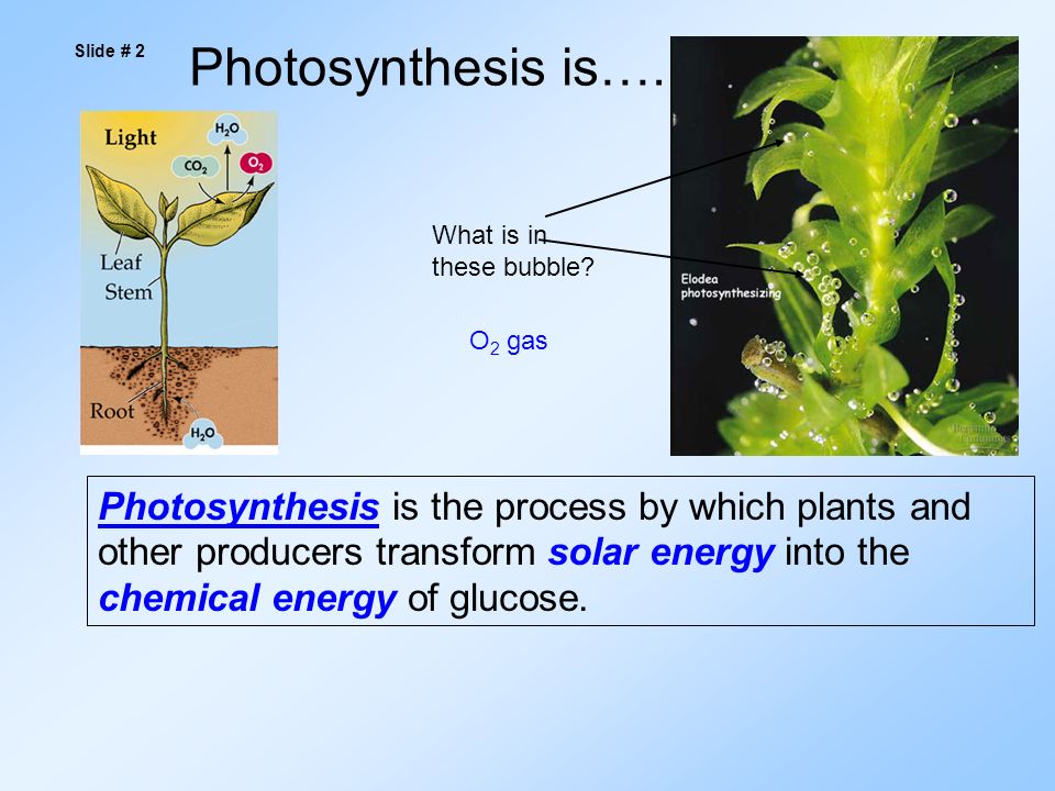 Photosynthesis is the process by which plants and other producers transform solar energy into the chemical energy of glucose.