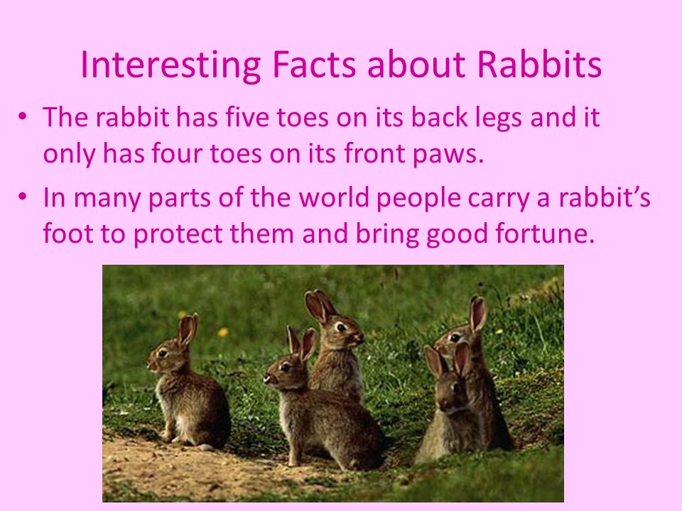 Rabbits have got long. Fun facts about animals. Rabbits interesting facts. Facts about Rabbits. My favourite Pet Rabbit 3 класс.