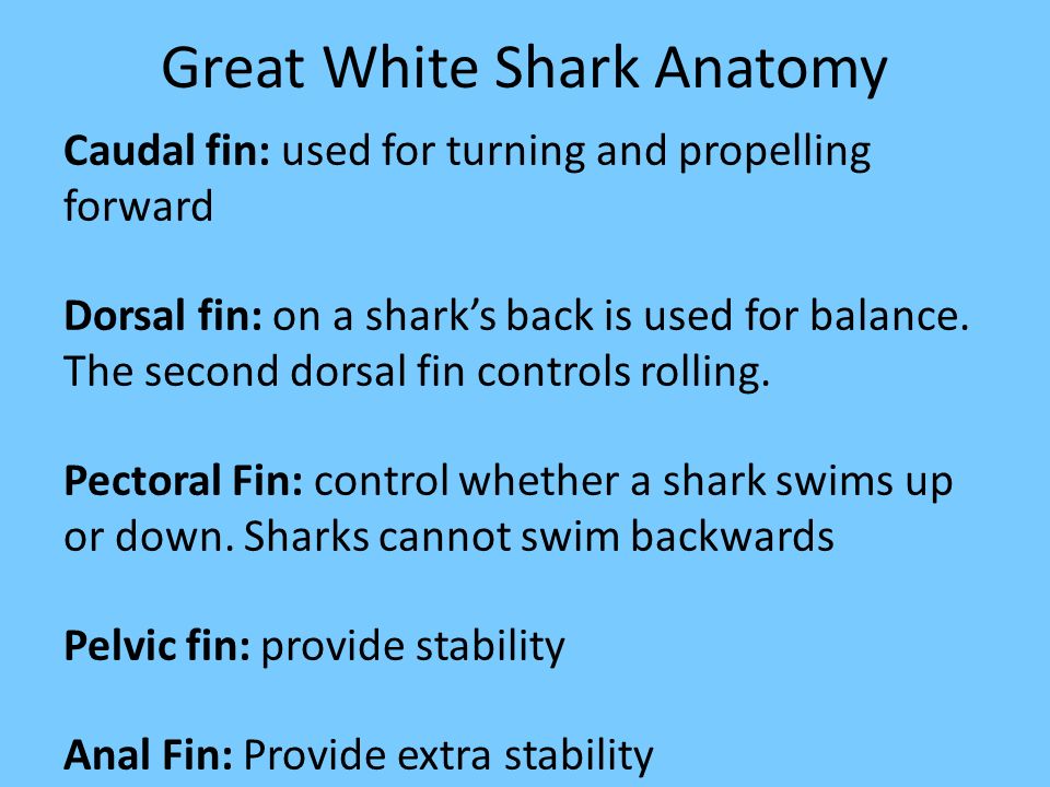 Great White Shark Anatomy Caudal fin: used for turning and propelling forward Dorsal fin: on a shark’s back is used for balance.