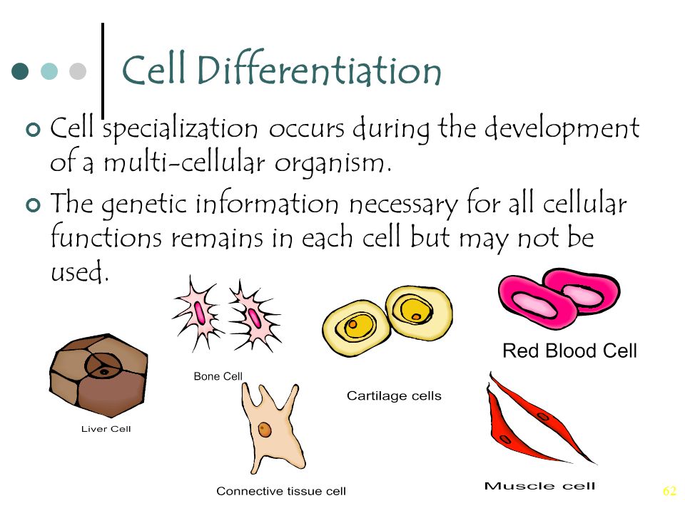 Each cell. Cell Theory. The Theories of differentiation. One Cell. Virchovv Cell Theory.