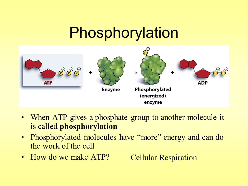Cellular Respiration Chapter 4.2. Objectives Describe Metabolism Describe the role of ATP and how it functions Understand what goes on during the three. - ppt download