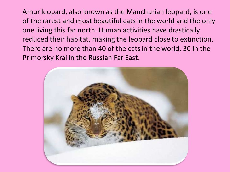 Английский язык написать про животного. Рассказ о леопарде на английском. Животные красной книги на английском языке. Описание леопарда на английском. Проект по английскому про леопарда.