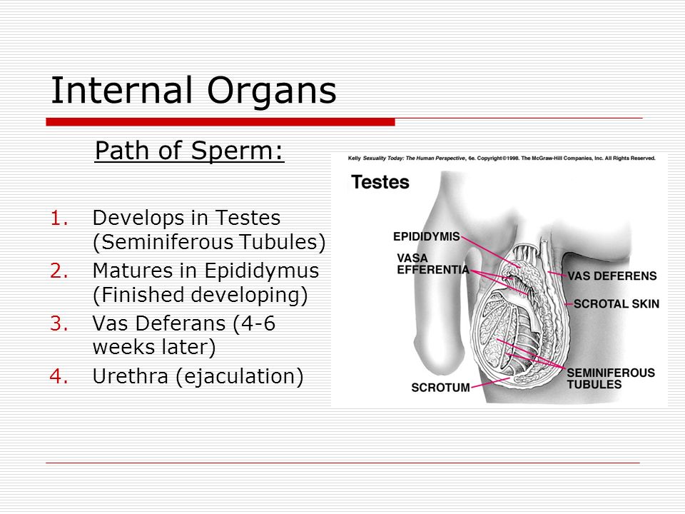sperm development and ejaculation Foot leg nude sexy shapely