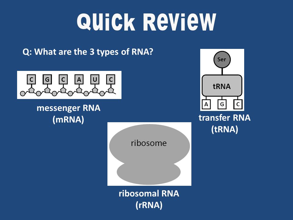 Q: What are the 3 types of RNA.