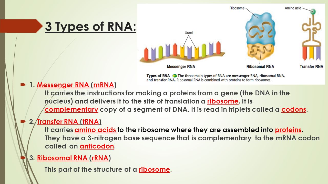 the types of rna