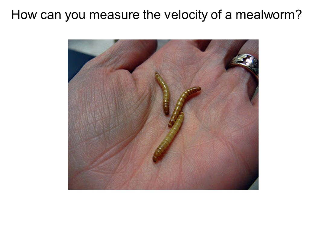 How can you measure the velocity of a mealworm