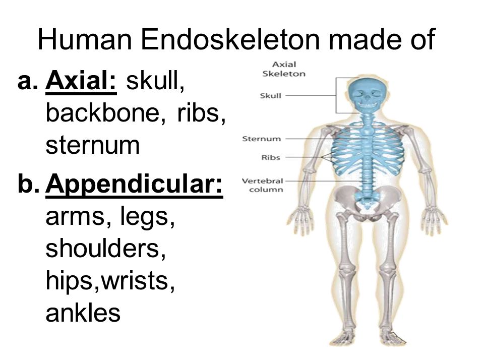 Support Systems may be: Exoskeleton:Endoskeleton: Hard outer covering Internal set of bones