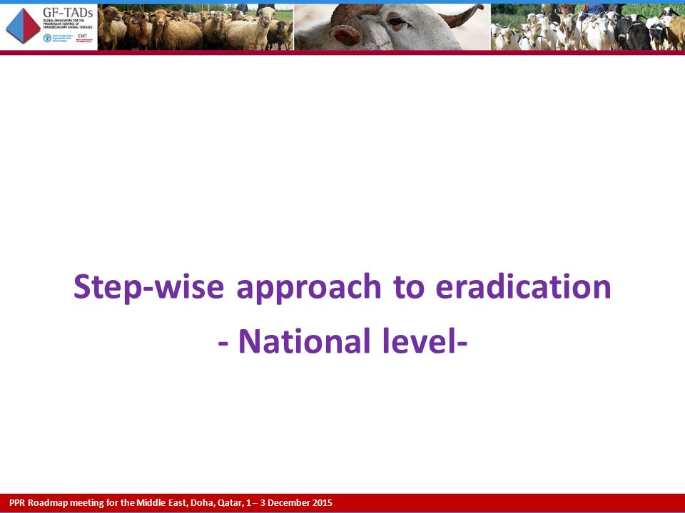 PPR Roadmap meeting for the Middle East, Doha, Qatar, 1 – 3 December 2015 Step-wise approach to eradication - National level-