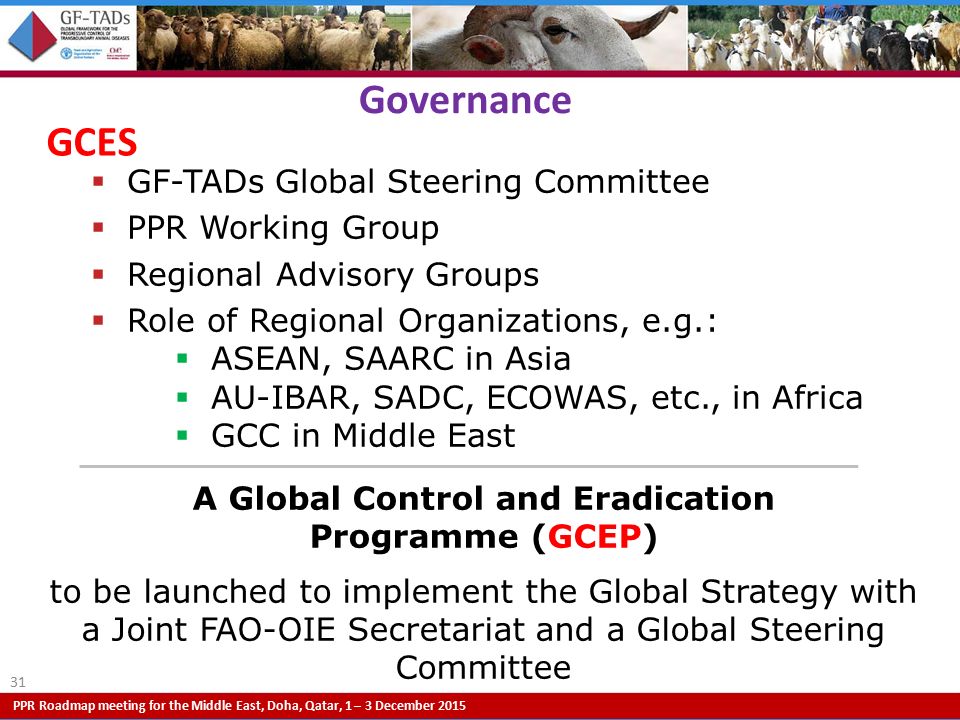 PPR Roadmap meeting for the Middle East, Doha, Qatar, 1 – 3 December 2015 GCES 31 Governance  GF-TADs Global Steering Committee  PPR Working Group  Regional Advisory Groups  Role of Regional Organizations, e.g.:  ASEAN, SAARC in Asia  AU-IBAR, SADC, ECOWAS, etc., in Africa  GCC in Middle East A Global Control and Eradication Programme (GCEP) to be launched to implement the Global Strategy with a Joint FAO-OIE Secretariat and a Global Steering Committee