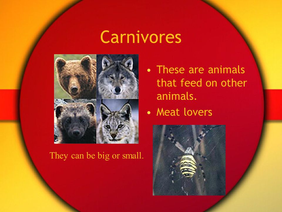 Carnivores These are animals that feed on other animals. Meat lovers They can be big or small.