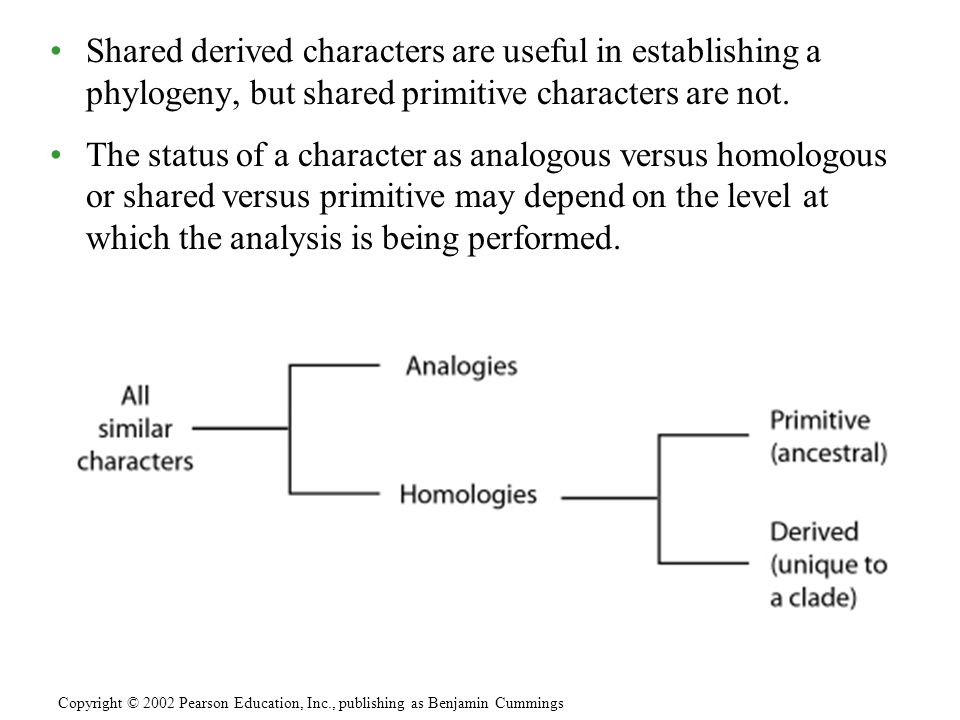 Shared derived characters are useful in establishing a phylogeny, but shared primitive characters are not.