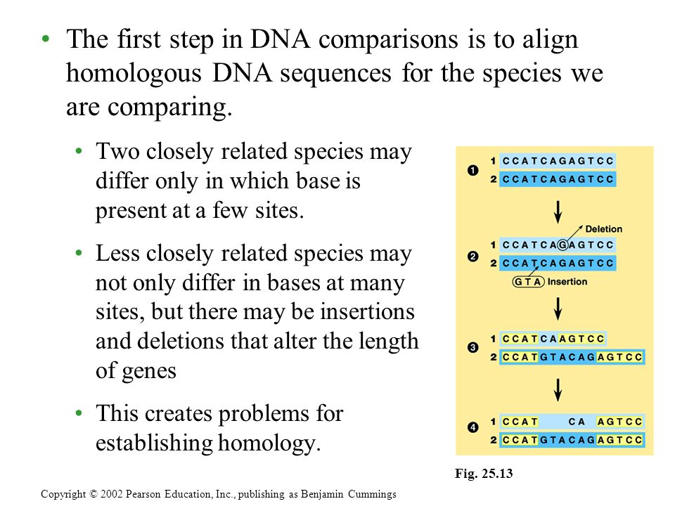 The first step in DNA comparisons is to align homologous DNA sequences for the species we are comparing.