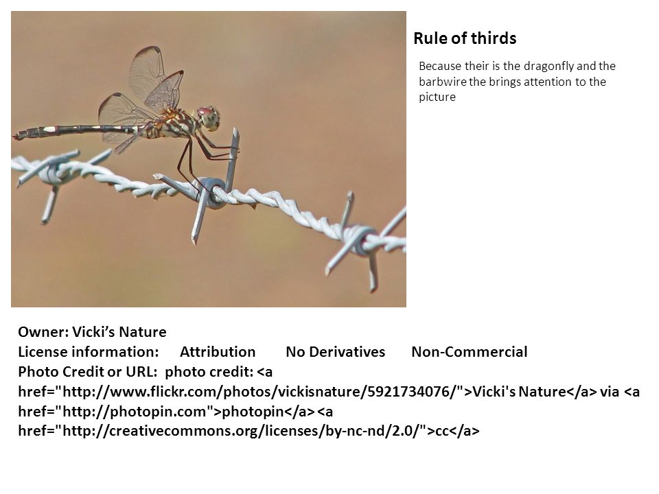 Rule of thirds Because their is the dragonfly and the barbwire the brings attention to the picture Owner: Vickis Nature License information: Attribution No Derivatives Non-Commercial Photo Credit or URL: photo credit: Vicki s Nature via photopin cc