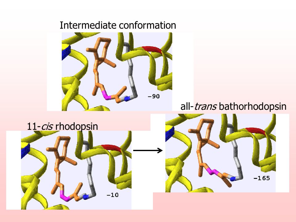 11-cis rhodopsin all-trans bathorhodopsin Intermediate conformation