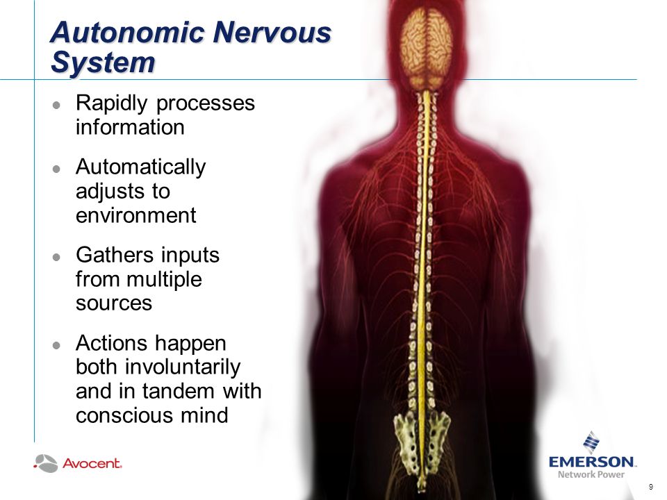 Autonomic Nervous System Rapidly processes information Automatically adjusts to environment Gathers inputs from multiple sources Actions happen both involuntarily and in tandem with conscious mind 9