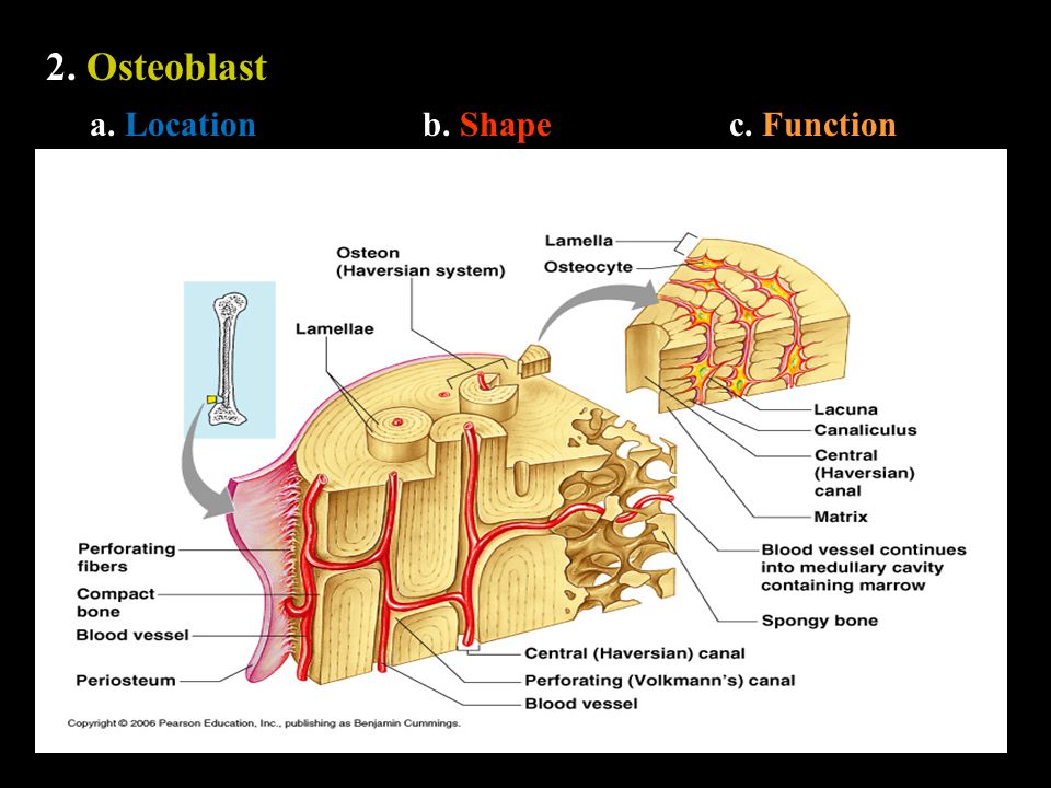 2. Osteoblast a. Locationb. Shapec. Function