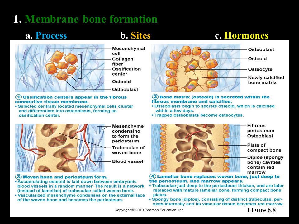 1. Membrane bone formation a. Processb. Sitesc. Hormones Figure 6.8